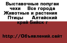 Выставочные попугаи чехи  - Все города Животные и растения » Птицы   . Алтайский край,Бийск г.